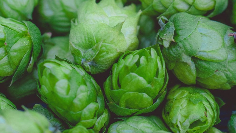 Wie wird Bier hergestellt?