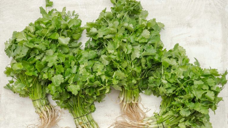 Ist Koriander gesund? 