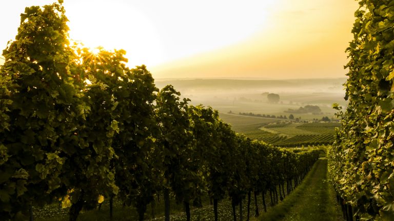 Wie wird Wein hergestellt